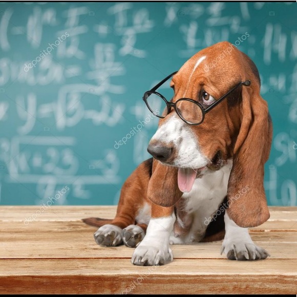 bassetteacher